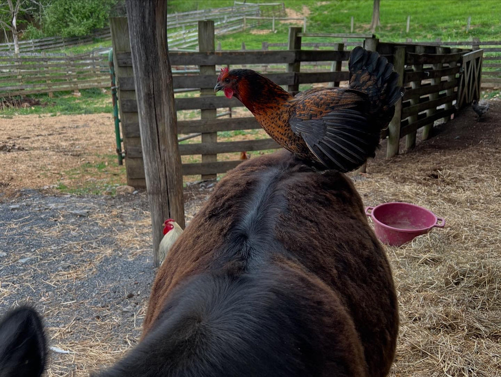 Worms for the chickens