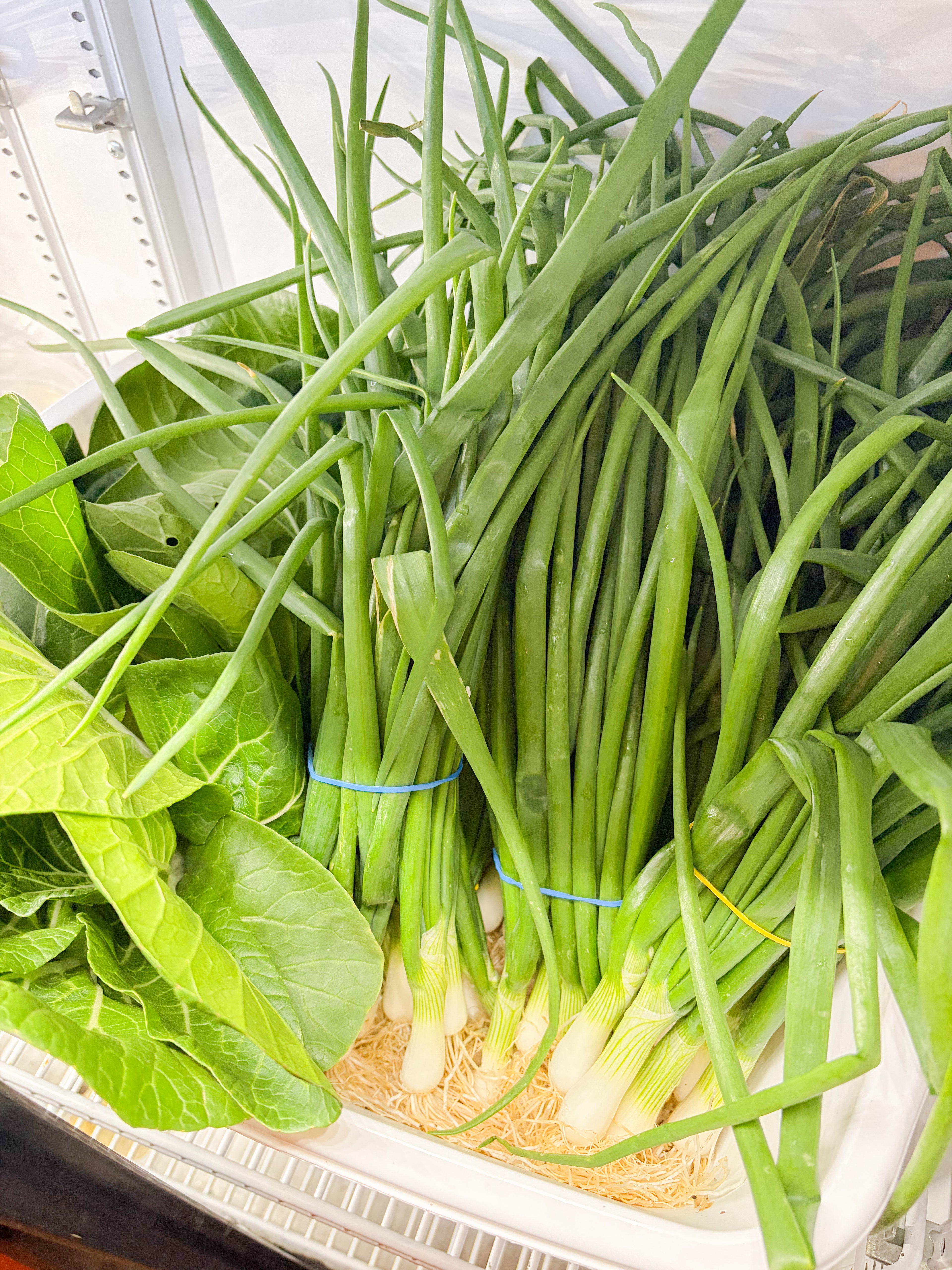 Bok Choy