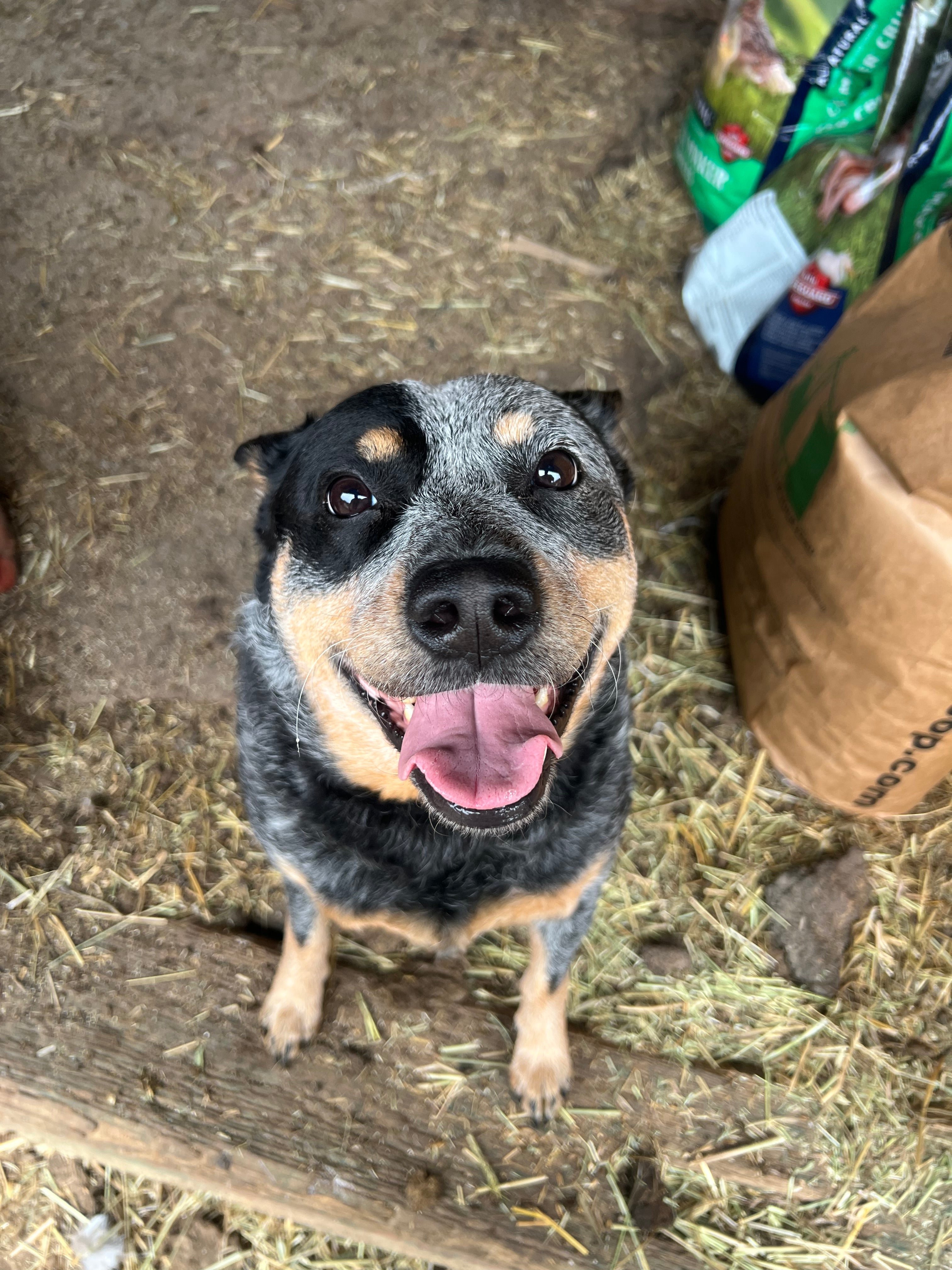 Milk Bone for Blue the Farm Dog