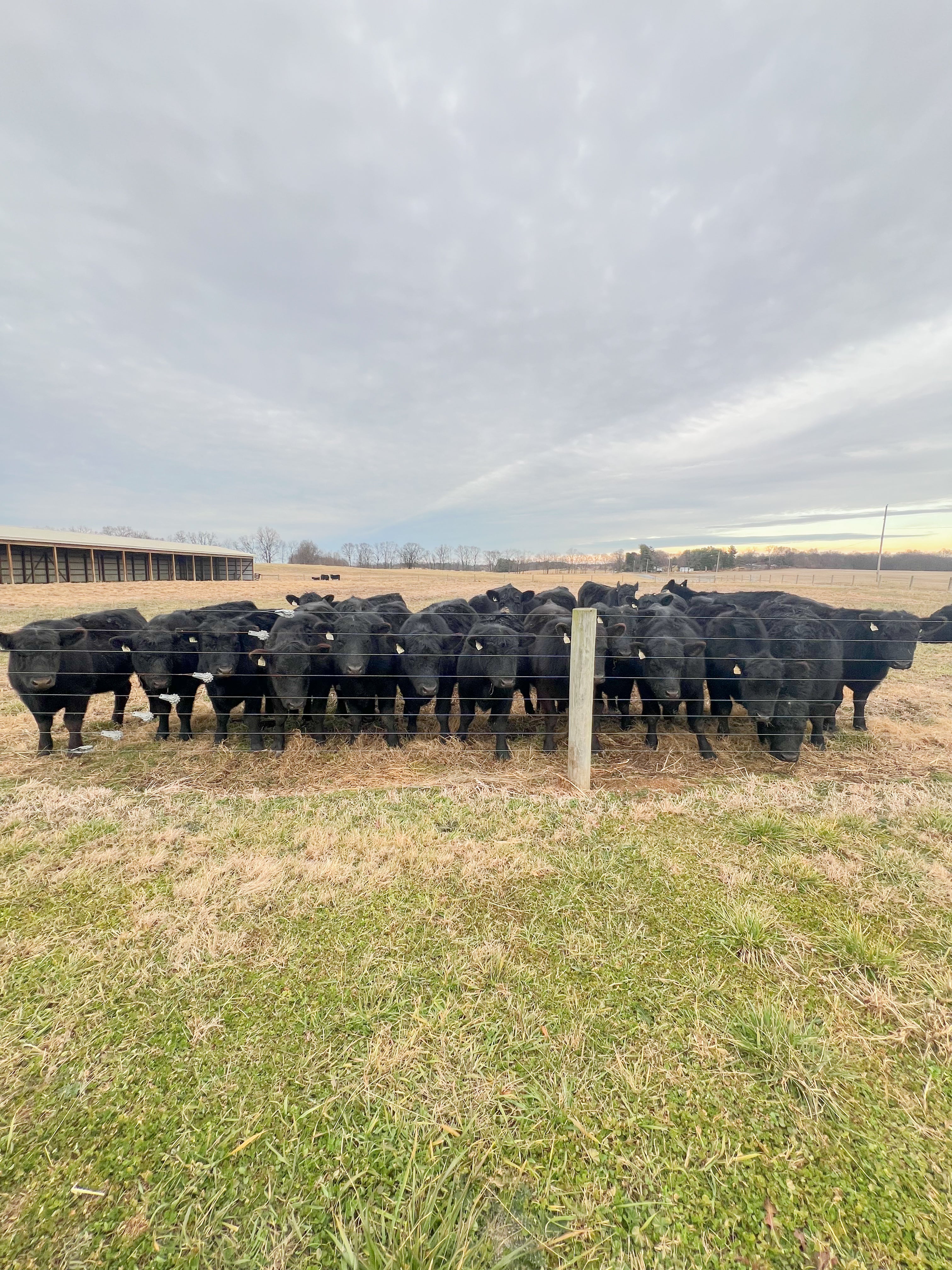 Donuts for the boys & girls