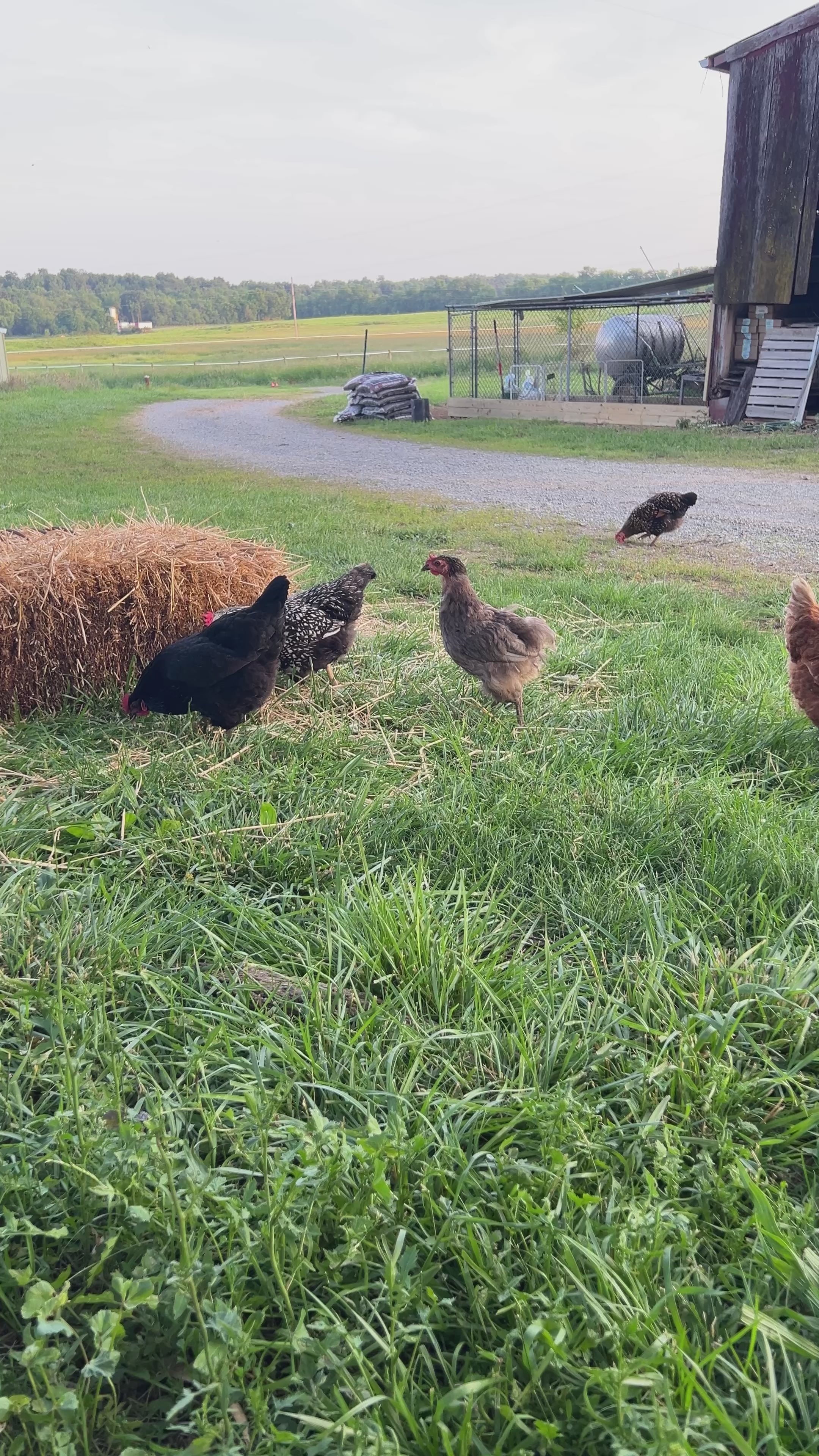 Worms for the chickens