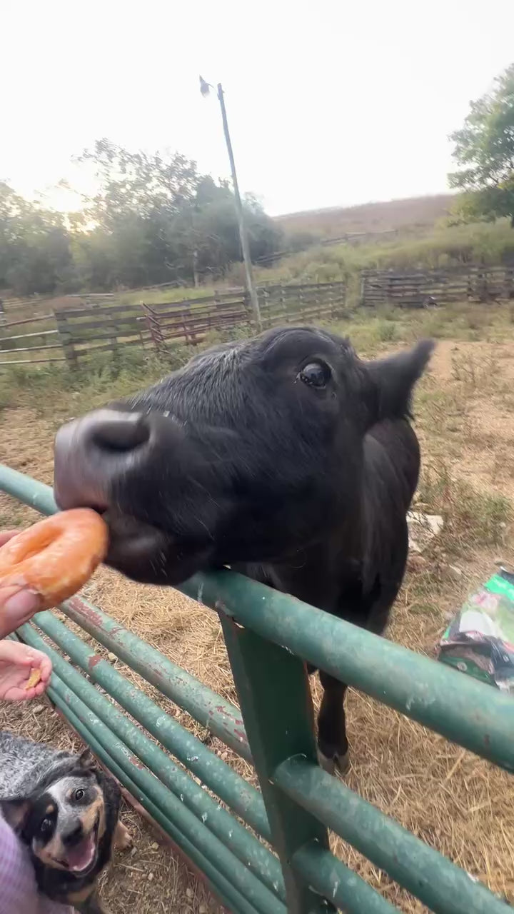 Donuts for the boys & girls